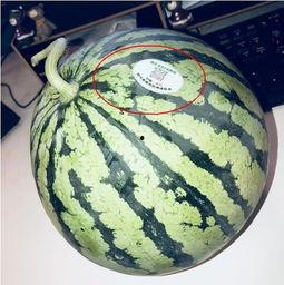 吃瓜网红术语,吃瓜群众必备的网红术语全解析  第3张